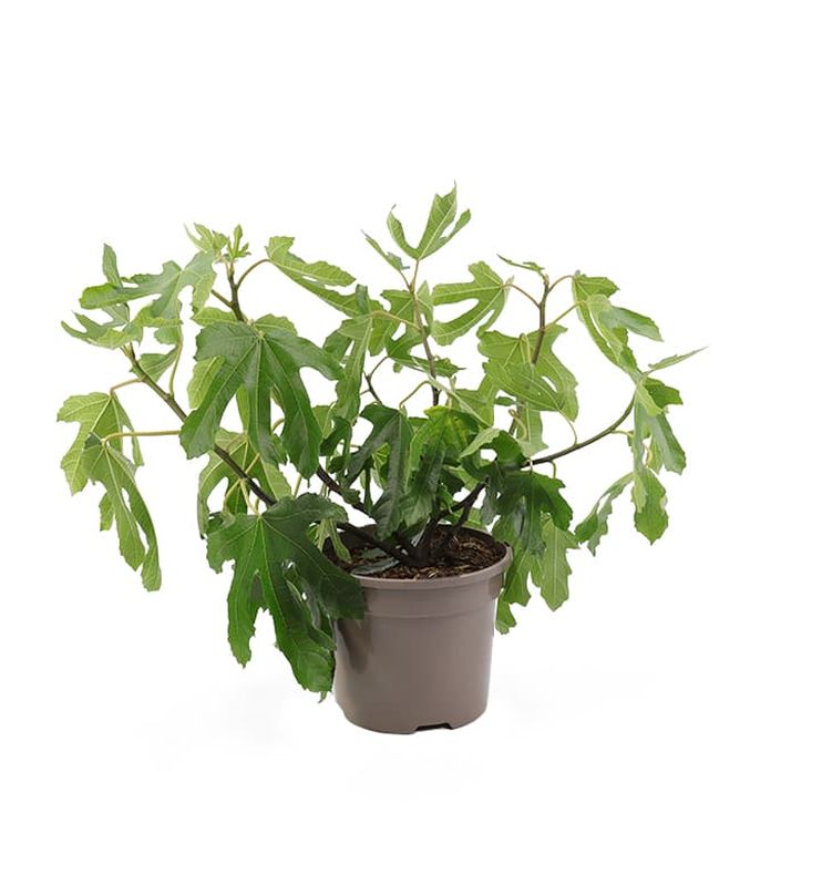 Ficus 'Little Miss Figgy' 3 Litres